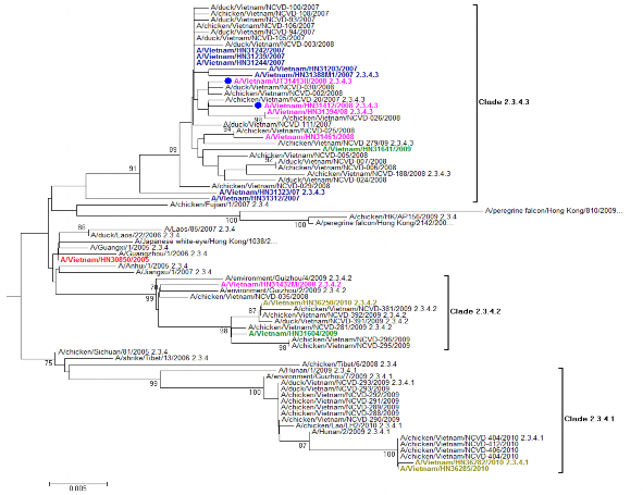 Hình 3 13 Cây gia hệ phân đoạn gen mã hóa HA các chủng cúm A H5N1 clade 2 3 4 4