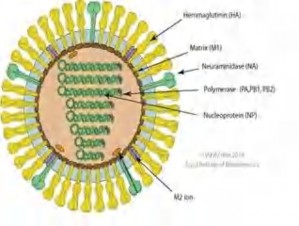 Hình 1 1 Cấu trúc vi rút cúm Nguồn http viralzone expasy org màng lại được bao 1