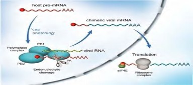 Hình 1 3 Sự tham gia của các polymerase vào quá trình sao mã của vi rút cúm Nguồn 1