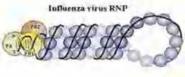 Hình 1 4 Cấu trúc ribonucleoprotein của vi rút cúm Nguồn Paul Digard Dept Pathology 2