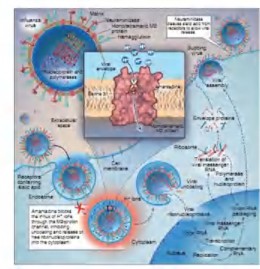 Hình 1 6 Cấu trúc và cơ chế tác dụng của amantadine và rimantadine Nguồn 1