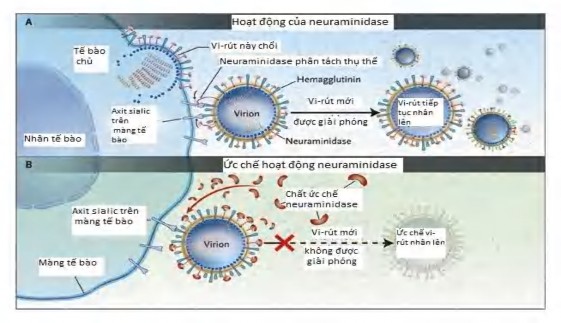 Hình 1 8 Cơ chế hoạt động của neuraminidase và chất ức chế neuraminidase trong 4