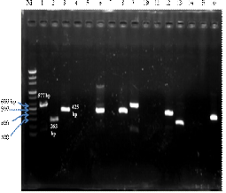 Hình 3 2 Kết quả PCR xác định sự có mặt của gen CTX M 9 a và TEM b M Mẫu 3