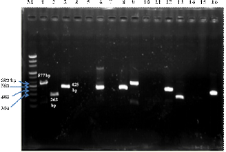 Hình 3 3 Kết quả PCR xác định sự có mặt của gen kháng qnr nằm trên plasmid M 4