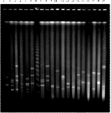 a b Hình 3 4 a và 3 4 b 3 4 a Sản phẩm PCR đã được enzym giới hạn S1 phát 5
