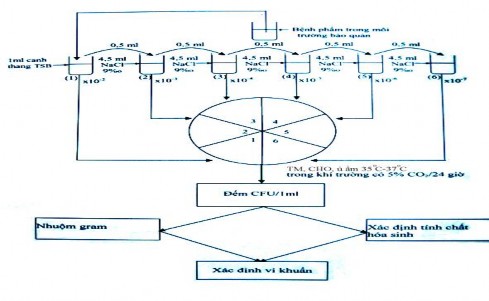 1 4 Một số kỹ thuật xác định độ nhạy cảm của vi khuẩn gây bệnh với 3