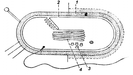 Hình 1 1 Vị trí tác động của thuốc kháng sinh lên tế bào vi khuẩn 18 1 4