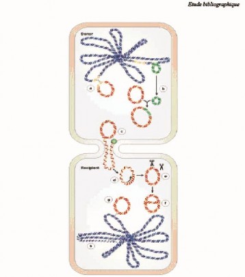 Hình 1 2 Sự lan truyền gen kháng thuốc bằng hình thức thông qua các R plasmid 109 1