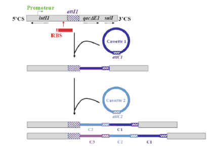 Hình 1 3 Đề kháng thu được do nhận được gene nằm trên Integron 109  Cơ 2