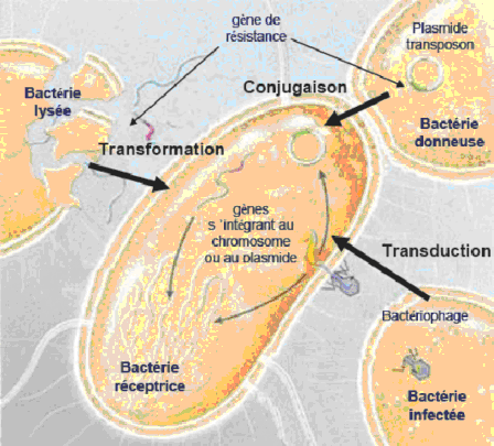 Hình 1 4 Giới thiệu các cơ chế khác nhau của sự lan truyền ngang các gene mã 3
