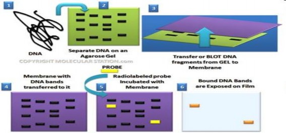 Hình 1 8 Kỹ thuật Southern Blot 1 5 2 5 Kỹ thuật giải trình tự gen Từ những 2