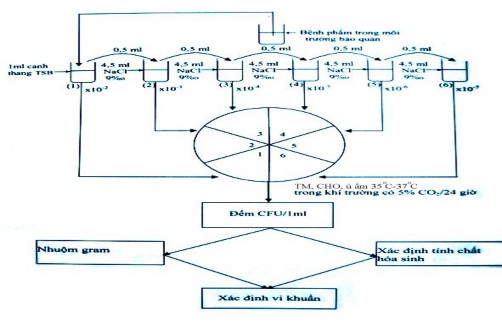 Kỹ thuật cấy đếm dùng máy lắc trộn đều ống số 1 sau đó lấy 0 5 ml 1