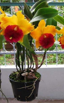 Giai đoạn 36 tháng tuổi Tháng 12 2009 Hình 3 3 Cây lan Cat6 Cattleya haadyai delight 12
