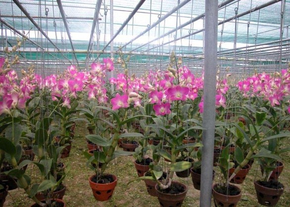 Giai đoạn vườn sản xuất Hình 3 4 Cây lan Den5 Dendrobium cherry red ở các giai 13