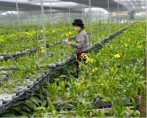 Giai đoạn vườn sản xuất Hình 3 5 Cây lan On1 Oncidium Aloha Iwanaga ở các giai 14