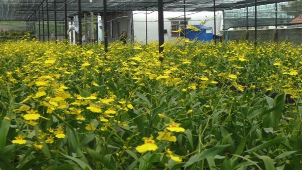 Ảnh hưởng của chiếu sáng bổ sung kết hợp che nilon đến khả năng ra hoa của 2