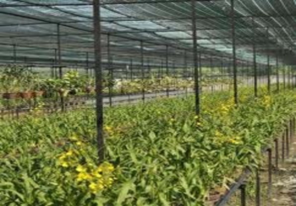 CT2 CT3 CT4 Ảnh hưởng của giá thể đến khả năng ra hoa của lan On1 CT2 CT1 CT3 1