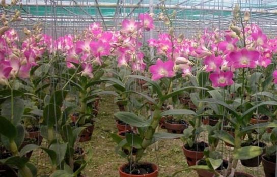 Ảnh hưởng của thời gian xử lý chiếu sáng bổ sung kết hợp che nilon đến 3