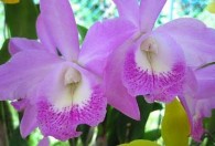 Cat 5 Cat 6 Cat 7 Hình 2 1 Các giống lan Cattleya nghiên cứu 5 giống lan Dendrobium 1