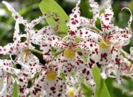On 4 On 5 On 6 Hình 2 3 Các giống lan Oncidium nghiên cứu 2 1 2 Giá thể Than than 10