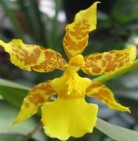 On 4 On 5 On 6 Hình 2 3 Các giống lan Oncidium nghiên cứu 2 1 2 Giá thể Than than 11