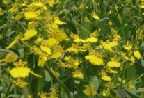 On 4 On 5 On 6 Hình 2 3 Các giống lan Oncidium nghiên cứu 2 1 2 Giá thể Than than 12