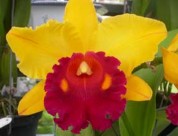 Cat 5 Cat 6 Cat 7 Hình 2 1 Các giống lan Cattleya nghiên cứu 5 giống lan Dendrobium 2