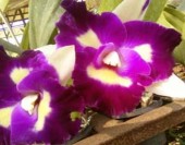 Cat 5 Cat 6 Cat 7 Hình 2 1 Các giống lan Cattleya nghiên cứu 5 giống lan Dendrobium 3