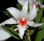 Den 4 Den 5 Den 6 Hình 2 2 Các giống lan Dendrobium nghiên cứu 5 giống lan Oncidium 4