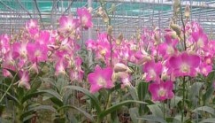 Den 4 Den 5 Den 6 Hình 2 2 Các giống lan Dendrobium nghiên cứu 5 giống lan Oncidium 5