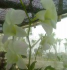 Den 4 Den 5 Den 6 Hình 2 2 Các giống lan Dendrobium nghiên cứu 5 giống lan Oncidium 6