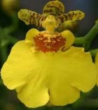 On 1 On 2 On 3 On 4 On 5 On 6 Hình 2 3 Các giống lan Oncidium nghiên cứu 2 1 2 Giá thể 7