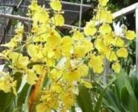 On 1 On 2 On 3 On 4 On 5 On 6 Hình 2 3 Các giống lan Oncidium nghiên cứu 2 1 2 Giá thể 8