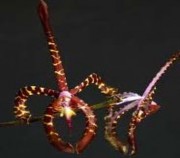 On 1 On 2 On 3 On 4 On 5 On 6 Hình 2 3 Các giống lan Oncidium nghiên cứu 2 1 2 Giá thể 9