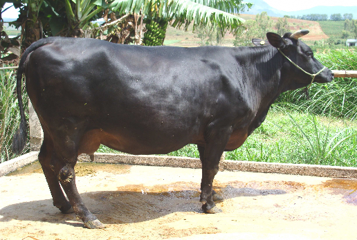 Hình 3 Bò cái F 1 Hình 4 Bò cái F 2 Hình 5 Bò cái F 3 Hình 6 Bò cái HF 1