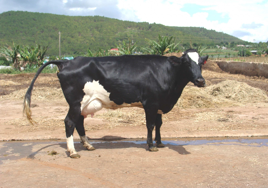 Hình 4 Bò cái F 2 Hình 5 Bò cái F 3 Hình 6 Bò cái HF 2