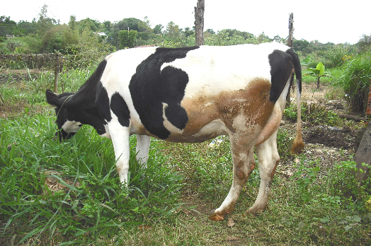 Hình 5 Bò cái F 3 Hình 6 Bò cái HF 3