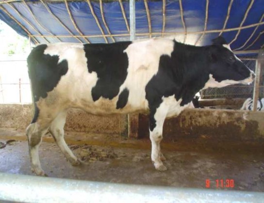 Hình 6 Bò cái HF 4