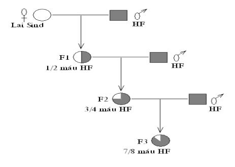 Bảng 2 1 Số mẫu nghiên cứu của đề tài Nhóm bò Số mẫu Theo dõi Nuôi thí 1