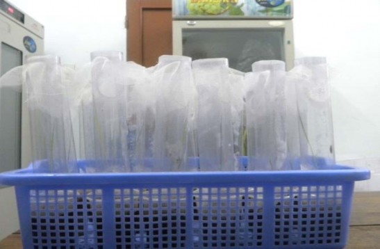 Hình 1 Đ ánh giá tính kháng r ầ y nâu c ủ a các gi ố ng lúa nghiên c ứ u b ằ 1