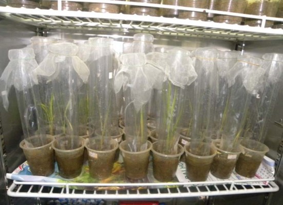 Hình 1 Đ ánh giá tính kháng r ầ y nâu c ủ a các gi ố ng lúa nghiên c ứ u b ằ 2