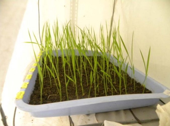 Hình 2 Đ ánh giá tính kháng r ầ y nâu c ủ a các gi ố ng lúa nghiên c ứ u b ằ 3