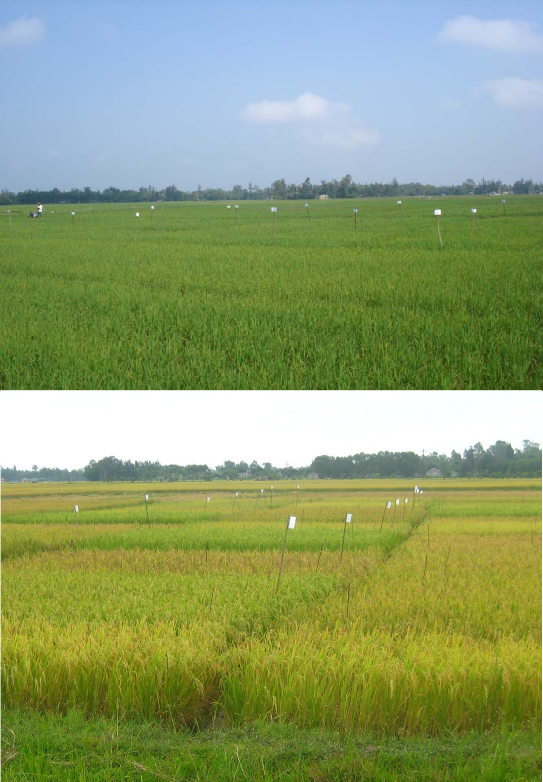 Hình 3 Thí nghi ệ m đ ánh giá kh ả n ă ng kháng r ầ y nâu c ủ a các gi ố ng 5