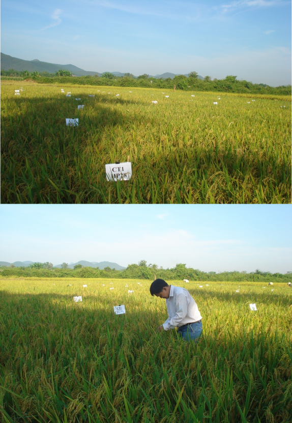 Hình 4 Thí nghi ệ m đ ánh giá kh ả n ă ng kháng r ầ y nâu c ủ a các gi ố ng 1