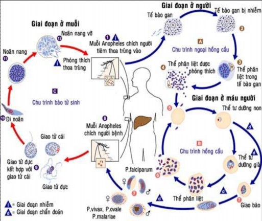 Hình 1 1 Chu kỳ của ký sinh trùng sốt rét trong cơ thể người và muỗi Nguồn 1