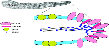 Hình 1 2 Cấu trúc cơ quan bám dính của Mycoplams pneumoniae 127 Cơ chế gây 2
