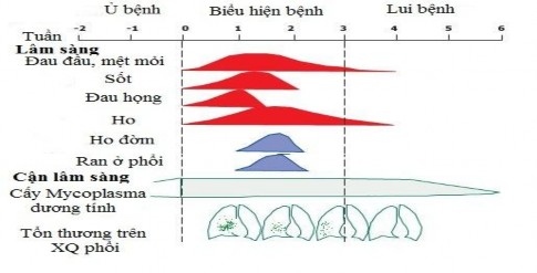 Hình 1 8 Diễn biến lâm sàng M pneumoniae 75 M pneumoniae và C pneumoniae còn là 1