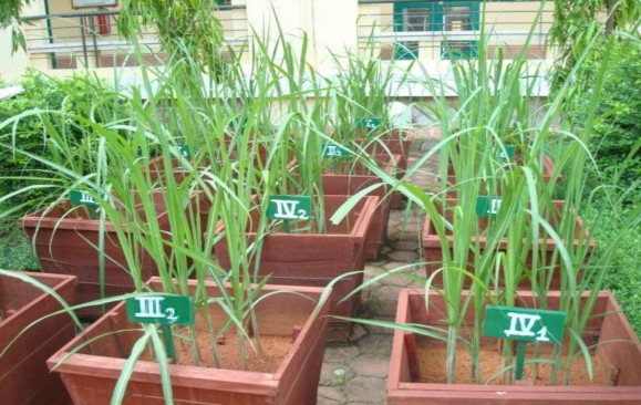 Bố trí thí nghiệm nghiên cứu khả năng cung cấp K của đất Gốc rễ mía trong 1