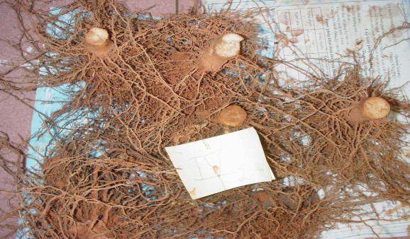 Gốc rễ mía trong thí nghiệm nghiên cứu khả năng cung cấp K của đất 3 2 2 2