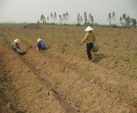 Chuẩn bị hom giống Thí nghiệm lượng bón K Bón lót trước khi trồng Thí nghiệm 2